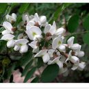 동구밖과수원길 이미지