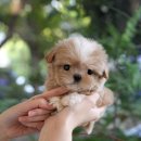 품속동물병원 | 순천강아지분양 직접 방문해본 후기