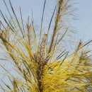 황금소나무 이미지