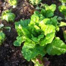 내곡동279 이미지