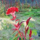 The 하다 이미지