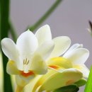 작은 꽃이라서 행복합니다. 이미지