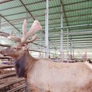 엘크사슴 이미지