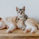 강아지와 고양이 이미지