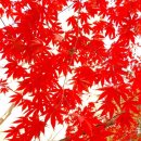 불행의 시작은 비교로부터 이미지