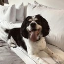 강아지세상 고양이세상 이미지