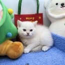 도그마루 강아지고양이 안양점 이미지