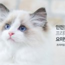 인천부평 요미독앤캣 강아지분양 고양이분양 이미지