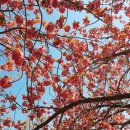 GS25 부산민주점 | [부산]풍성함이 매력적인 부산 민주공원 겹벚꽃