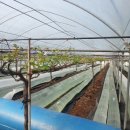 소룡농장 이미지