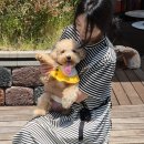 가람동물병원 | 첫 부산애견호텔 안심하고 맡긴 갓성비 후기