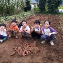 행복한작은고구마 이미지