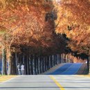 진안 메타세쿼이아길 이미지