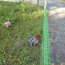 네발친구 이미지