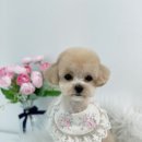 단비네 애견미용 이미지