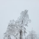가리왕산 케이블카 탑승 눈꽃 산행(가리왕산 하봉전망대) 이미지