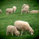 풍전목장 이미지