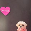 시루 반려견 미용 이미지