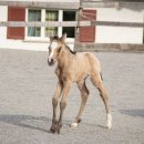 야옹하다 이미지