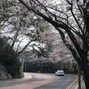 명품 벚꽃 길 이미지