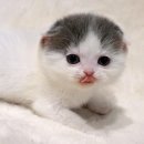 천안고양이분양 베스트캣 제나캣 천안점 이미지