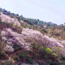 진달래 핀 풍경 이미지