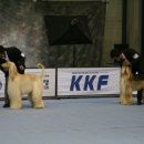 퍼피프린스 이미지