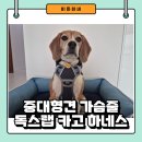 중형견 대형견 앞섬방지 가슴줄 독스랩 카고 하네스 사용후기
