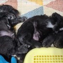 골든블랙123 이미지