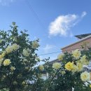 장미로30번길 이미지