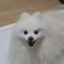 강아지 쿨매트 :: 포메 여름나기 파미야 쿨매트 내돈내산 후기