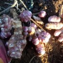 석원농장 이미지