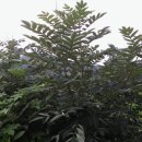 아토피,무좀등 피부질환에 쓰이는 붉나무 이미지