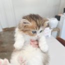 대전고양이분양 비비냥 | 처음부터 끝까지 믿음 주는 분양샵은 여기 대전고양이분양 루나캣 솔직후기