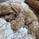 제이 애견 미용 이미지