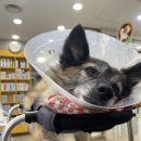 늘사랑 양한방 동물병원 이미지