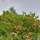 서양산사나무열매 이미지