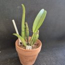 Cattleya maxima tipo 이미지