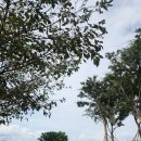 천사섬삐삐네민박 | 신안군 병풍도_섬 맨드라미 꽃 축제 현장(~10월 1일)