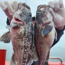 킹콩낚시 이미지