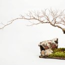 흙과 나무 이미지