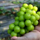 현희 농장 이미지