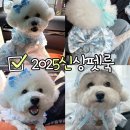 SKY명품세탁 | 강아지하네스 찾는다면? 이누네코2025 신상레트로하네스 스카이블루 착용 후기