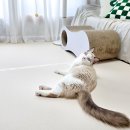 펫바이블 이미지