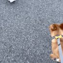 둥둥펫살롱 이미지