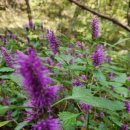 칡캐는오미자농부 이미지