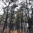 올레길 산림형 1코스 이미지