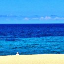 바다정원 이미지