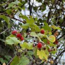 비토섬마린블루펜션 이미지