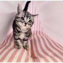 도그스토리 이미지